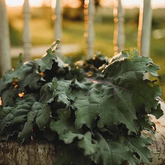 Red Russian Kale - 100 Seeds - Heirloom & Open-Pollinated Variety, Non-GMO Vegetable & Leafy Greens Seeds for Planting Indoors/Outdoors in Containers/Aerogarden/Home Garden, Thresh Seed Company