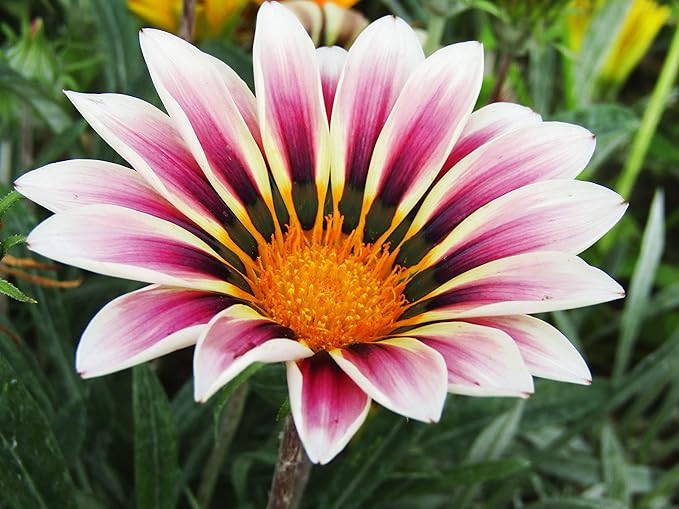 KIRA SEEDS - Seeds Treasure Flower Mix- Gazania - Annual Flowers for Planting - GMO Free