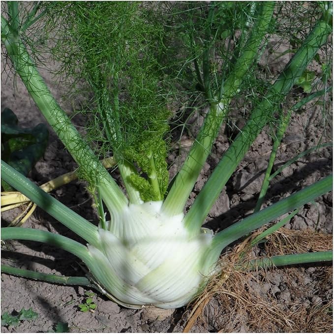 Seed Needs Florence Fennel Seeds for Planting - Non-GMO Heirloom & Untreated - Culinary & Medicinal Herb to Plant an Indoor/Outdoor Home Grown Garden (1 Pack)