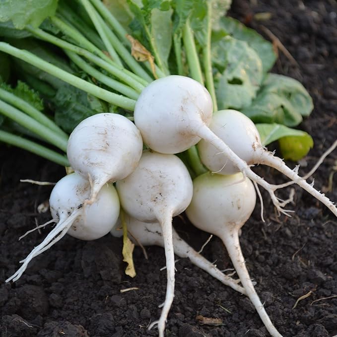 White Globe Radish - 150 Seeds - Heirloom & Open-Pollinated Variety, Easy-to-Grow & Fast-Growing, Non-GMO Vegetable Seeds for Planting Indoors or Outdoors in The Home Garden, Thresh Seed Company