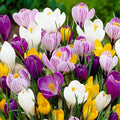 Dutch Bulbs Giant Crocus Bulb Mix, 100 Exclusive Flower Bulbs, Mix of 5 Varieties from Holland, Real Hardy and Perennial Crocus tubers/Flowers (no Seeds) for Garden, pots and Balcony