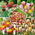 Whole Spring Tulip Bulbs Mix, 50 Pieces, Exclusive Tulips from Holland, 15 Varieties, Hardy and Perennial, Tulips for Garden, Pots, Balcony (Large Bulbs, No Seeds, Not Artificial)