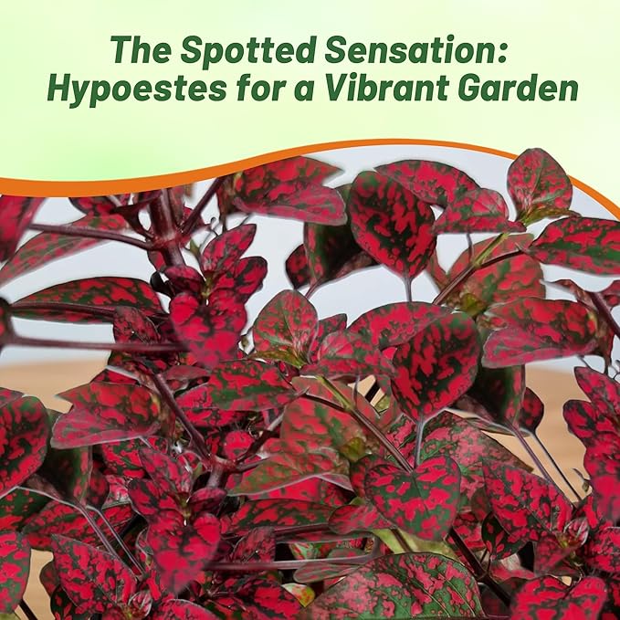 Outsidepride Splash Select Red Hypoestes Seed for Planting - 50 Pcs Perennial Polka Dot Plant Seeds w/Variegated Foliage for Containers, Hanging Baskets, Small Gardens, Both Indoors & Outdoors