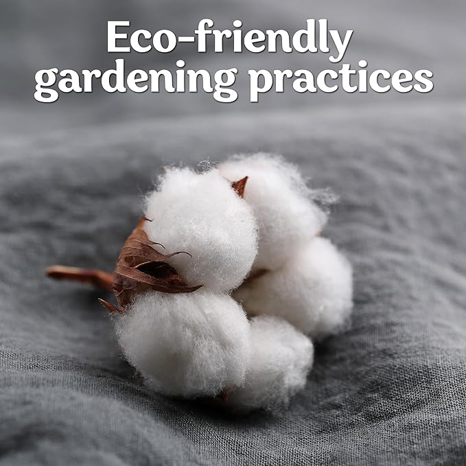 KVITER 25 White Cotton Seeds for Planting (Gossypium hirsutum) – Real Cotton Plant, Cottons Seeds for Growing, Heirloom & Non-GMO Cotton's Plant Seeds for Gardeners – Perfect for Ornamental or Fiber
