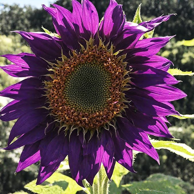 200Pcs Rare Purple Sunflower Seeds Beautiful Flower Home Garden Giants Perennial Rare Blooms Outdoors