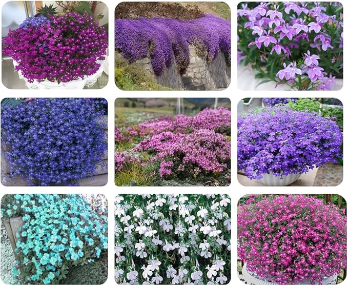 1000+ Mix Creeping Thyme Seeds for Planting, Thymus Serpyllum Heirloom, Ground Cover Plants Easy to Plant and Grow, Purple Red Green Blue Purple White Flowers