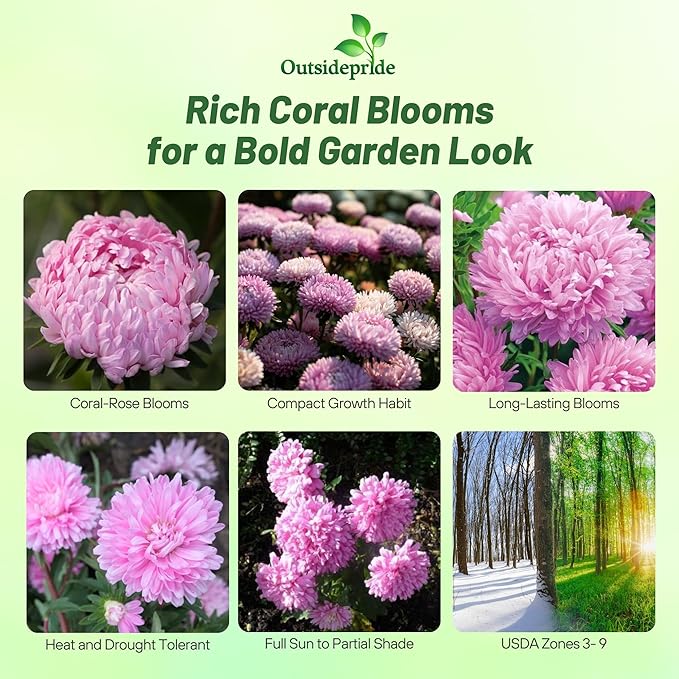 Outsidepride Paeony Aster Seeds - 2,000 Pcs Annual, Hardy & Pollinator Friendly Flower Seeds for Planting Vibrant Double Incurved Coral-Rose Petals, Ideal for Meadows & Aesthetic Gardens