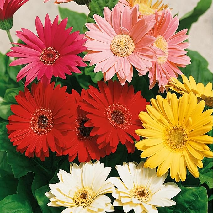 Gerbera Daisy Seeds for Planting - 300+ Mixed Gerbera Daisy Seeds Non-GMO Flower for Garden Outdoor