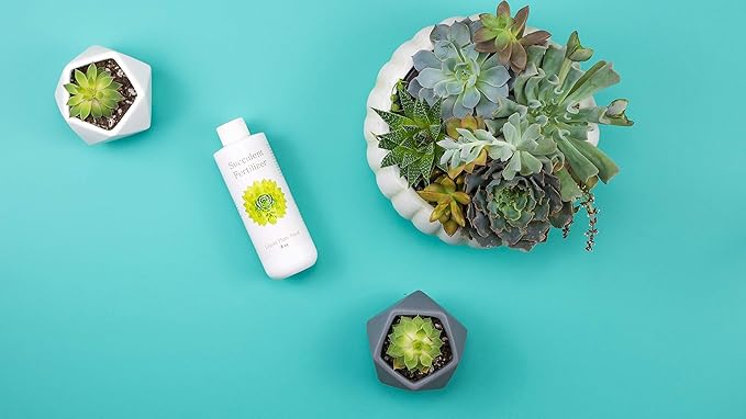 Succulent Fertilizer | Formulated Succulent Food for Potted Indoor Succulents and Cactus | Plant Food for Succulent Soil in Pots | by Aquatic Arts
