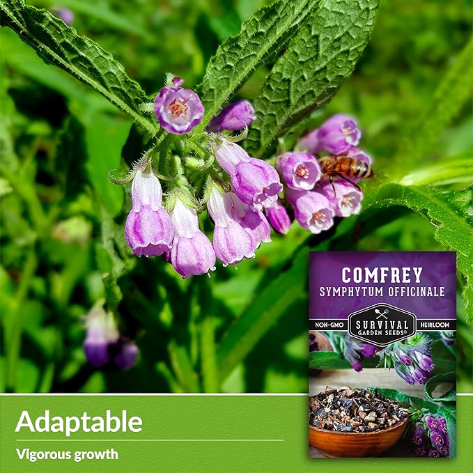 Comfrey Seeds for Planting - Symphytum Officinale Medicinal Perennial Herb for Compost Tea & Natural Skincare - True Slippery Root Non-GMO Heirloom - Survival Garden Seeds (5 Pack)