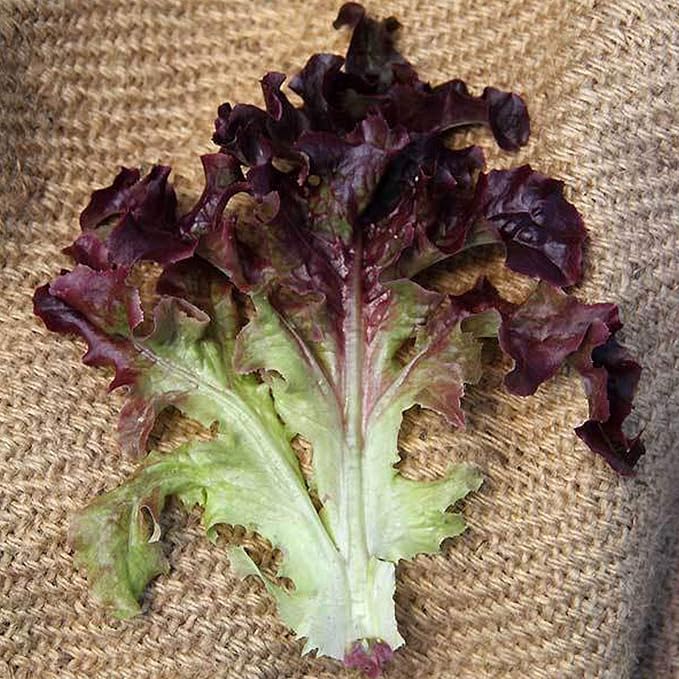 Organic Red Oakleaf Lettuce Seed - 500 mg ~300 Seeds - Organic, Heirloom, Open Pollinated, Non-GMO, Farm & Vegetable Gardening Seeds