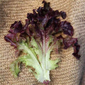 Organic Red Oakleaf Lettuce Seed - 1/4 LB ~100,000 Seeds - Organic, Heirloom, Open Pollinated, Non-GMO, Farm & Vegetable Gardening Seeds