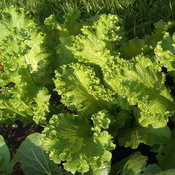 Southern Giant Curled Mustard Seeds: 5 Gram Packet - Non-GMO Seeds for Herb Gardening, Growing Microgreens, Vegetable Garden