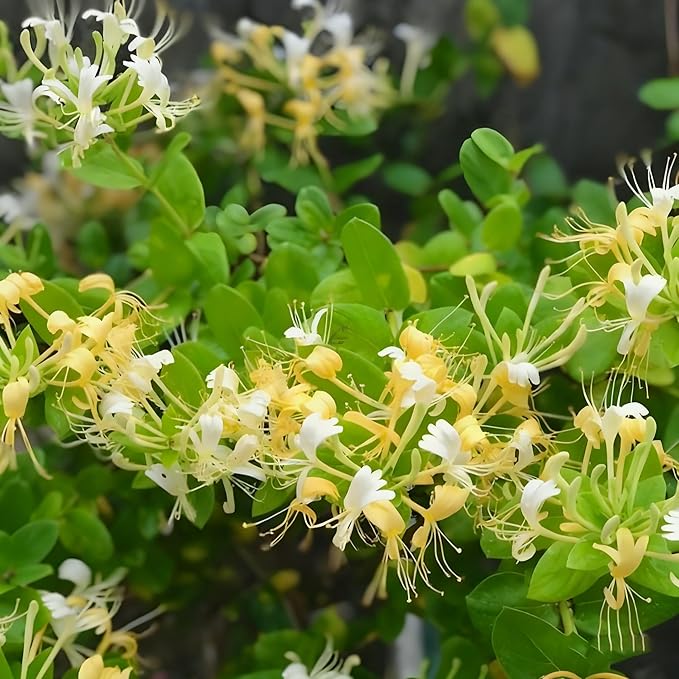 Honeysuckle Seeds for Planting, 200 Lonicera Vine Seeds, Non-GMO Heirloom Aromatic Honeysuckle Flower for Garden Home Outdoor