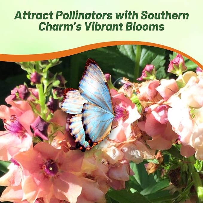 Outsidepride Southern Charm Mullein Seeds for Planting - 15 Pcs Self-Seeding, Perennial Heirloom Seeds for Planting Flowers, for Cut Flower Arrangements, Xeriscaping, Rock Gardens & Containers