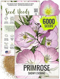 Seed Needs Showy Evening Primrose Seeds for Planting - Heirloom & Open Pollinated Perennial Flower Seed to Plant a Butterfly Garden (1 Pack)