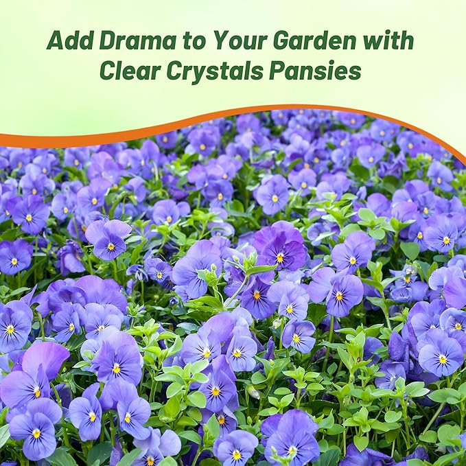 Outsidepride Light Blue Viola Pansy Seeds for Planting - 2,000 Pcs. Biennials, Trailing, Cold-Hardy & Pollinator Friendly Flowers with Fragrant Blooms for Garden Beds, Borders & Container Displays