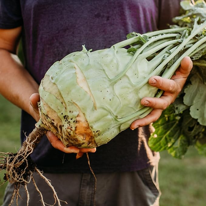 Superschmelz Giant White Kohlrabi - 150 Seeds - Heirloom Kohlrabi Variety, Large, Tender Bulbs, Non-GMO Heirloom Kohlrabi Seeds for Planting in The Home Garden, Thresh Seed Company
