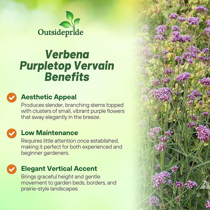 Outsidepride Purpletop Verbena Seeds for Planting - 5000 Pcs. Annual, Drought Tolerant & Easy to Grow, Ground Cover with Fragrant & Vibrant Blooms for Containers, Borders & Pollinator Gardens