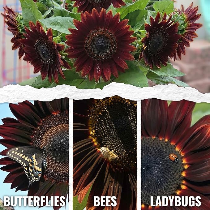 Seed Needs Sunflower Seeds for Planting Chocolate Sunflowers - Heirloom & Open Pollinated Flower Seed to Plant & Grow an Outdoor Wildflower Butterfly Garden (5 Packs)