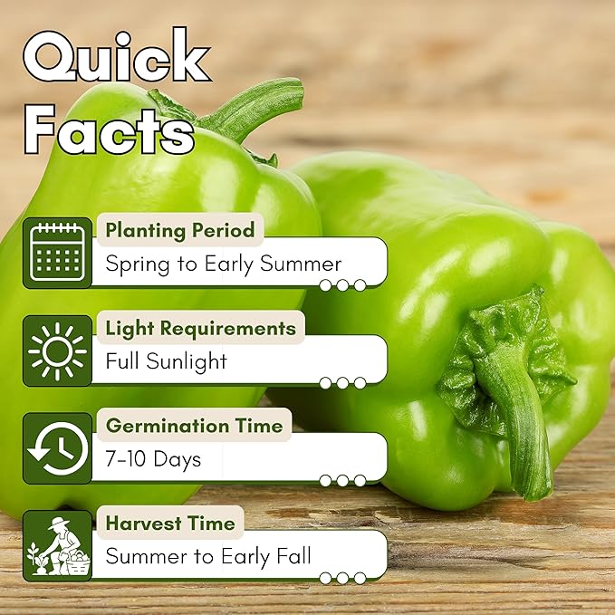 California Wonder 300 TMR Bell Pepper Seeds for Planting - Heirloom, Non-GMO Sweet Bell Peppers, Thick-Walled & Reliable, Home Garden Seeds | Woods Creek Seeds