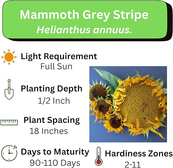 Mammoth Sunflower Seeds for Planting - Grow Giant Sun Flowers in Your Garden - 50 Non GMO Heirloom Seeds - Full Planting Instructions for Easy Grow - Great Gardening Gifts (5 Packets)