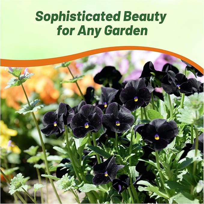 Outsidepride Black Viola Pansy Seeds for Planting - 2,000 Pcs. Biennials, Trailing, Cold-Hardy & Pollinator Friendly Flowers with Fragrant Blooms for Garden Beds, Borders & Container Displays