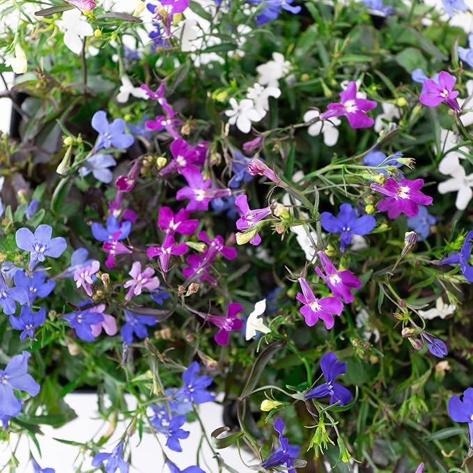 Regatta Series Lobelia Mix ~25 Seeds – Multi-Seed Pellets – Trailing Lobelia erinus – Annual for Hanging Baskets, Containers & Edging – 9 Vibrant Colors – Non-GMO – 77–84 Days to Bloom
