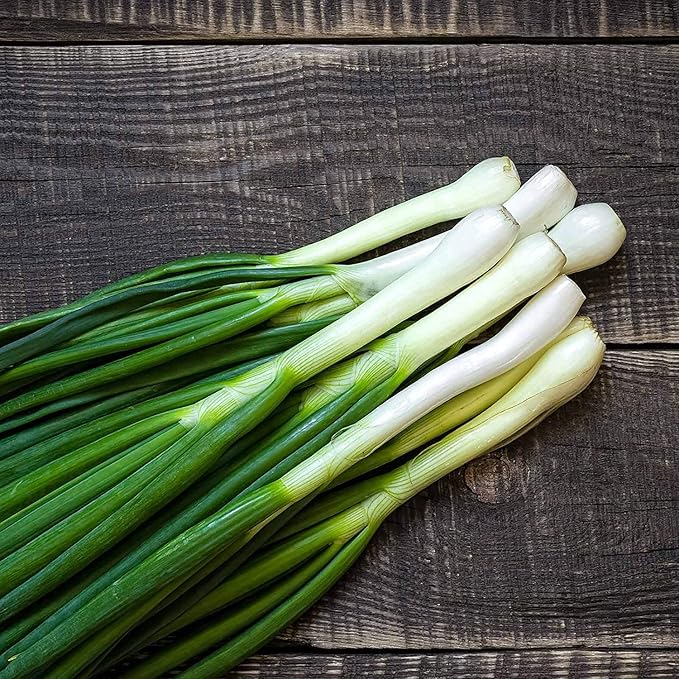 Tokyo Long White Bunching Onion Garden Seeds - 1 Oz ~8,400 Seeds - Non-GMO, Heirloom Vegetable Gardening & Micro Greens Seed