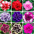 350+Annual Petunia Flower Seeds for Planting Outdoor-Perennial Petunia Plant Garden Home Non-GMO Heirloom