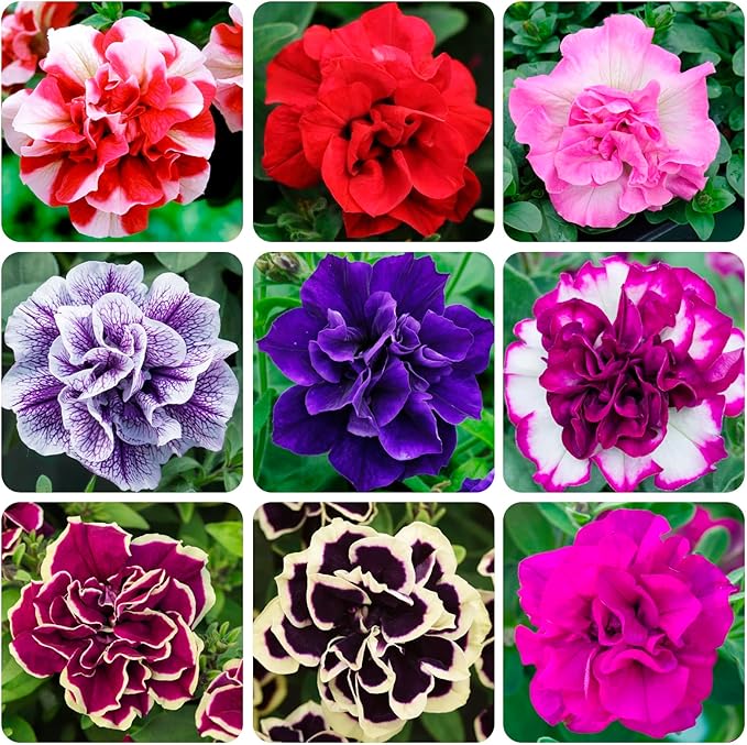 350+Annual Petunia Flower Seeds for Planting Outdoor-Perennial Petunia Plant Garden Home Non-GMO Heirloom