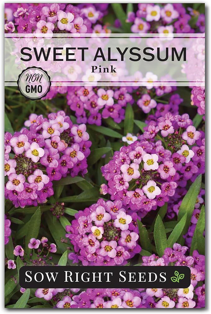 Sow Right Seeds - Sweet Pink Alyssum Seeds for Planting - Non-GMO Heirloom Annual or Short-Lived Perennial Blooms - Easy to Grow, Attracts Pollinators - Ideal for Borders, Containers, Ground Cover (1)