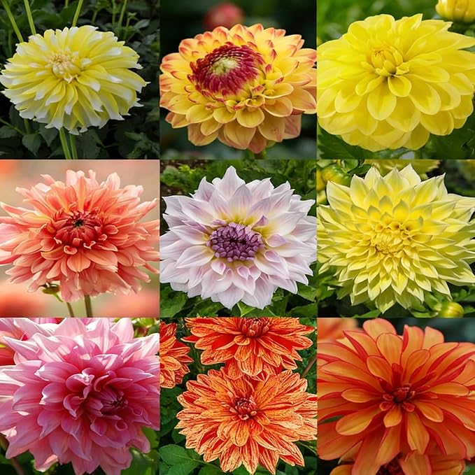 Mixrug Mix Dahlia Seeds for Planting, 400pcs Rare Perennial Garden Dahlia Flower Seeds Non-GMO Heirloom Flower Plants, Beauty Home Garden for Outdoors