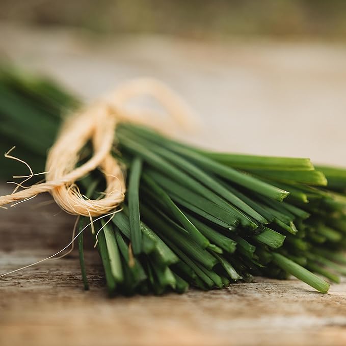 Garlic Chives - 100 Seeds - Heirloom & Open-Pollinated Variety, Non-GMO Culinary Herb Seeds for Planting, Grow Kitchen Herbs Indoors/Outdoors in Containers/aerogarden/Home Garden, Thresh Seed Company