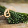 Garlic Chives - 100 Seeds - Heirloom & Open-Pollinated Variety, Non-GMO Culinary Herb Seeds for Planting, Grow Kitchen Herbs Indoors/Outdoors in Containers/aerogarden/Home Garden, Thresh Seed Company
