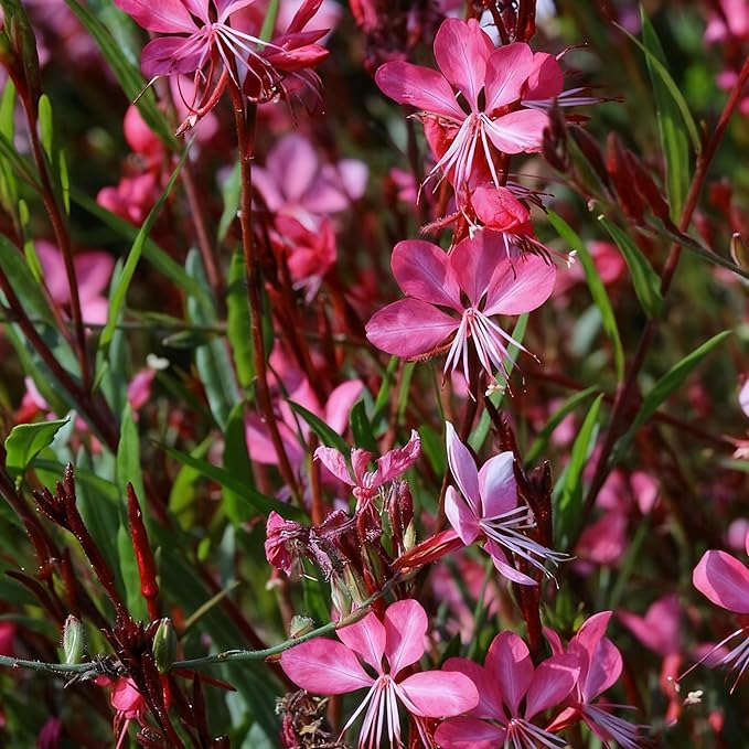 Gaura Flower Seeds for Planting, 300+ Perennial Pink Gaura Seeds, Non-GMO Heirloom Fragrant Flower Seed for Outdoor Garden