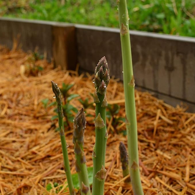 Mary Washington Asparagus - 100 Seeds - Heirloom & Open-Pollinated Variety, Non-GMO Vegetable Seeds for Planting Outdoors in The Home Garden, Thresh Seed Company