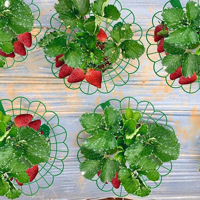 Iceyyyy 15 Pack Strawberry Plant Stand Supports-Strawberry Plant Support Stand Rack with 4 Support Feets-Growing Frame Holder Cage to Keep Berries Clean and Prevent Rot(15 Pack)