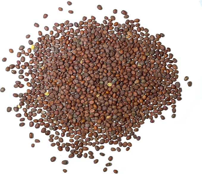 Seed Needs Radish Seeds for Planting German Giant Radishes - Non-GMO, Heirloom & Untreated - Grow a Home Grown Vegetable Garden - Cool Weather Crops (2 Packs)