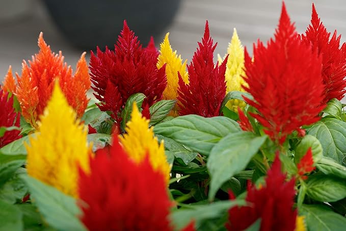 22Day Seeds: Seeds Plumed Cockscomb Mix/Celosia/Includes Variety Crested West Indian Toreador/Annual Flowers