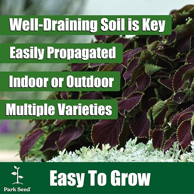 Park Seed Chocolate Covered Cherry Coleus Seeds, Compact and Shade-Tolerant Foliage with Rose and Chocolate Tones, Late Flowering for Low Maintenance, Pack of 10