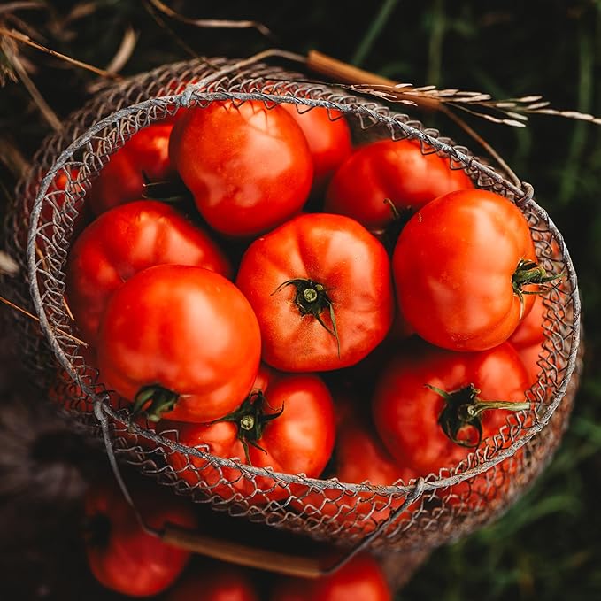 Mule Team Heirloom Tomato - 50 Seeds - Rare Heirloom & Open-Pollinated Variety, Non-GMO Vegetable Seeds for Planting in The Home Garden, Thresh Seed Company