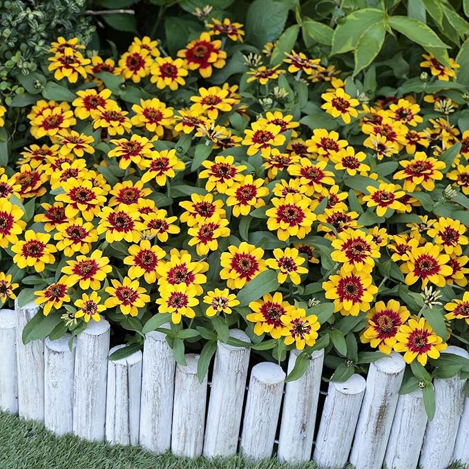 Eden Brothers Zinnia Seeds - Profusion Red-Yellow Bicolor, Non-GMO Seeds for Planting, Packet | Low-Maintenance Flower Seeds, Plant During Spring, Zones 2, 3, 4, 5, 6, 7, 8, 9, 10, 11