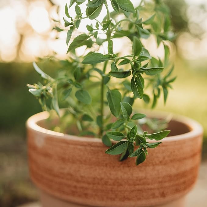 Fino Verde Italian Basil - 250 Seeds - Rare & Flavorful Heirloom Herb Variety, Great for Containers, Non-GMO Heirloom Basil Seeds for Planting in The Home Garden, Thresh Seed Company