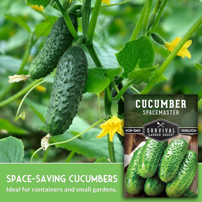 Spacemaster Cucumber Seeds for Planting | Compact Heirloom Non-GMO Variety for Small-Space Gardens – Survival Garden Seeds (5 Packs)