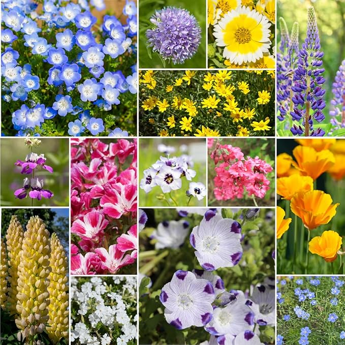 Willard & May Northwest All Perennial Wildflower Seed Mix, Cool Climate Flowers for Full Sun, 25,000+ Bulk Flower Seeds, 14 Varieties, Pollinator Friendly, Plant in Spring or Fall (1 Ounce)