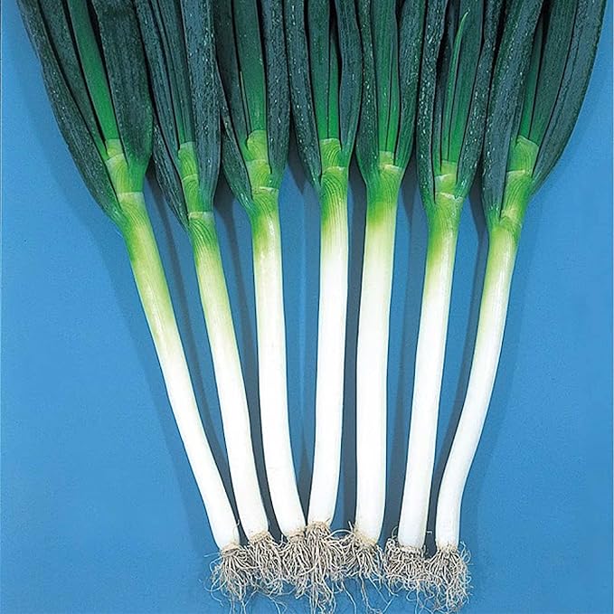 Onion Seeds - Bunching - Ishikura Winter Long - 3 g Packet ~897 Seeds - Non-GMO, Heirloom - Asian Garden Vegetable