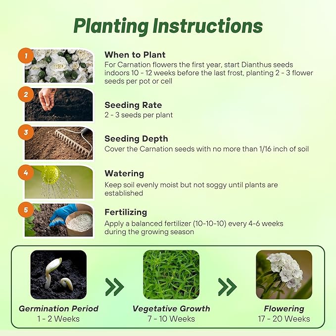 Outsidepride White Carnation Seeds - 1000 Pcs Biennial, Easy to Grow Flower Seeds for Planting with Fragrant Blooms, Ideal for Pollinators, Cutting Gardens, Bouquets, & Floral Arrangements