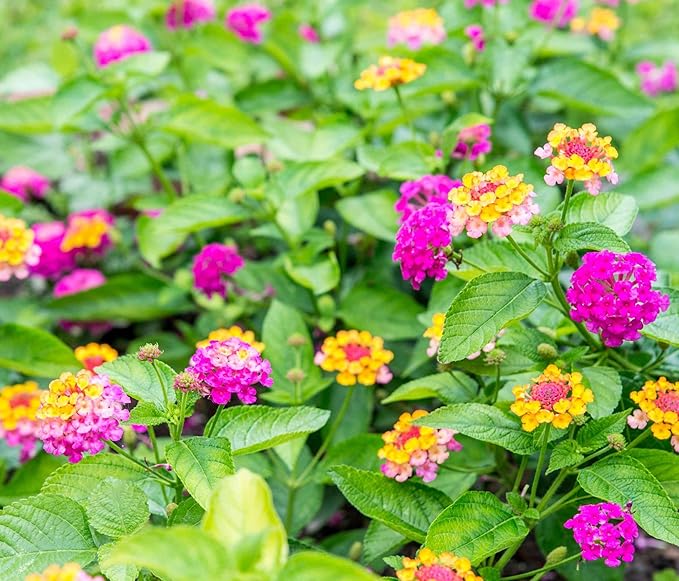 50 pcs Lantana Flower Seeds – Colorful Perennial Seeds | Drought-Tolerant, Long-Blooming | Attracts Butterflies & Hummingbirds