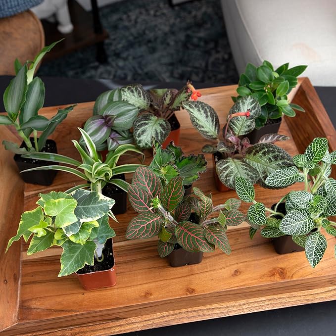 Easy to Grow Houseplants (Pack of 6), Live House Plants in Containers, Growers Choice Plant Set in Planters with Potting Soil Mix, Home Décor Planting Kit or Outdoor Garden Gifts by Plants for Pets